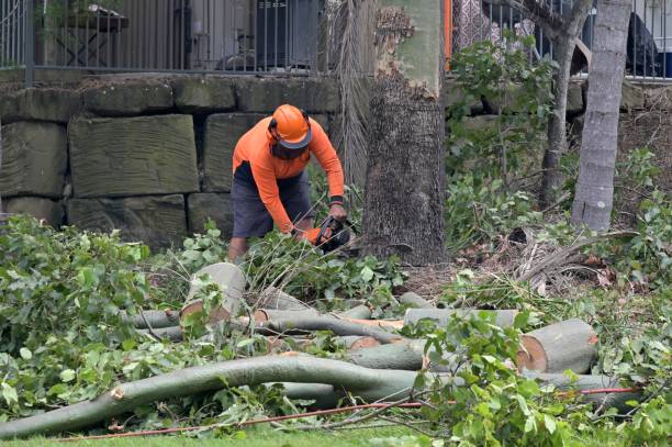 Best Tree Mulching Services  in USA